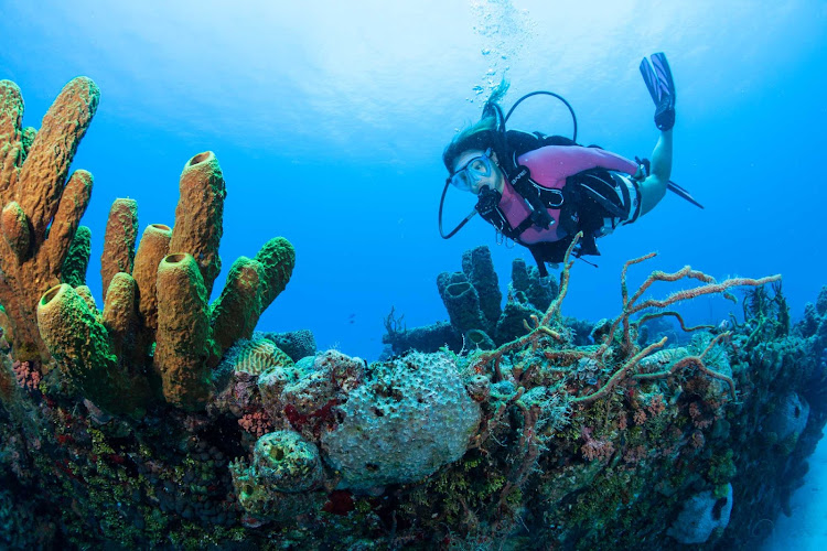 A scuba diver inspects a coral reef in the US Virgin Islands.