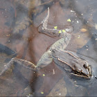 Wood Frog