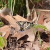 Easter Tiger Swallowtail