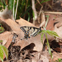 Easter Tiger Swallowtail