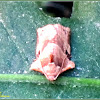 Homona Tortricid Moth