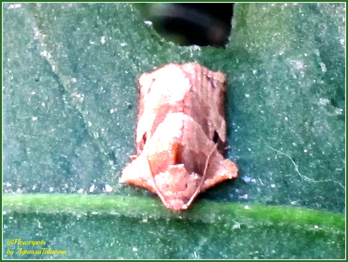 Homona Tortricid Moth