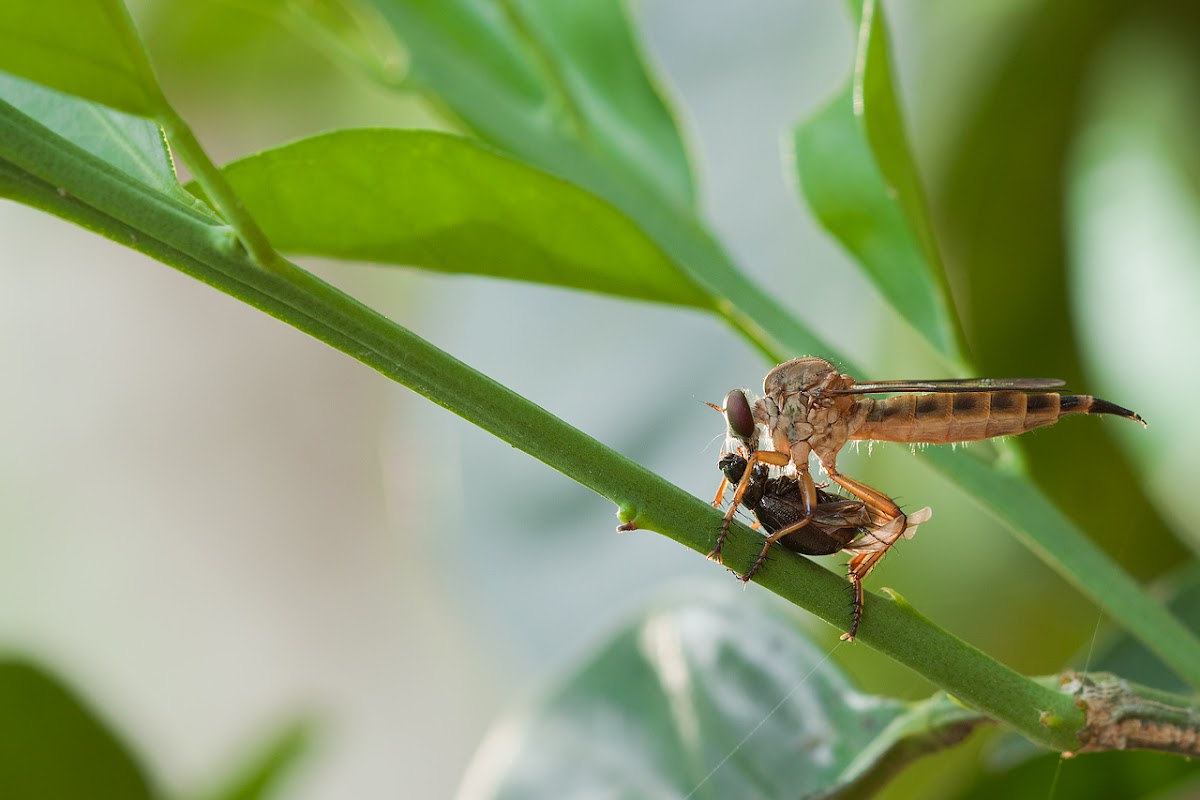 Robber Fly with prey