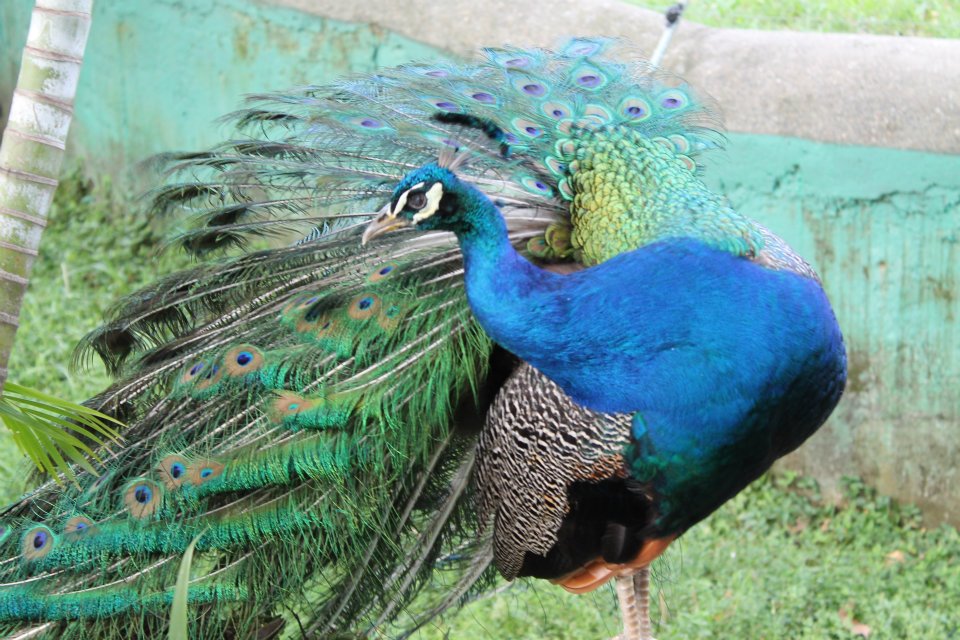 Pavo real común - Indian peafowl