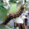 Caterpillar of a Gypsy moth