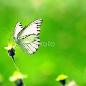 KUPU KUPUKU YANG LUCU by Adiansah Toat Saputro - Animals Insects & Spiders