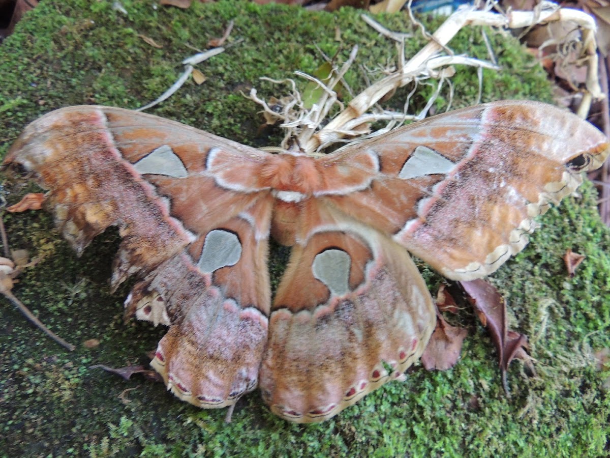 Moth