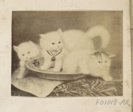 Fotoreproductie van (vermoedelijk) een schilderij met drie katten in een schaal