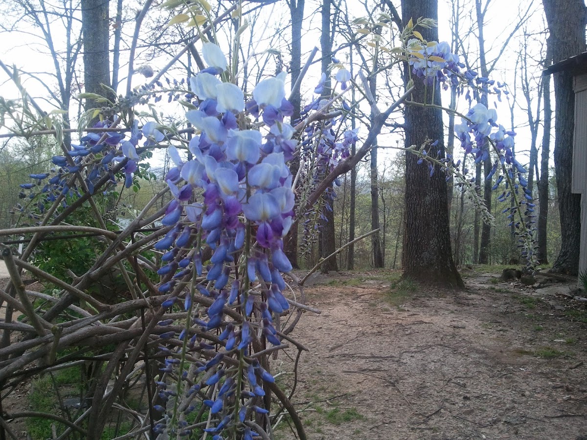 Wysteria