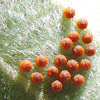 Pipevine Swallowtail Butterfly Eggs