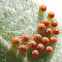 Pipevine Swallowtail Butterfly Eggs