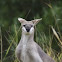 Pretty-faced Wallaby or WHIPTAIL WALLABY