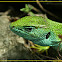 Green lizard (Lacerta viridis)