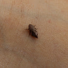 Diamondback Spittlebug