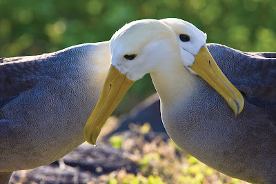 Two adult waved albatrosses hug neck to neck at a breeding colony on Española Island in the Galápagos Island Archipeligo during a Lindblad Expeditions tour.