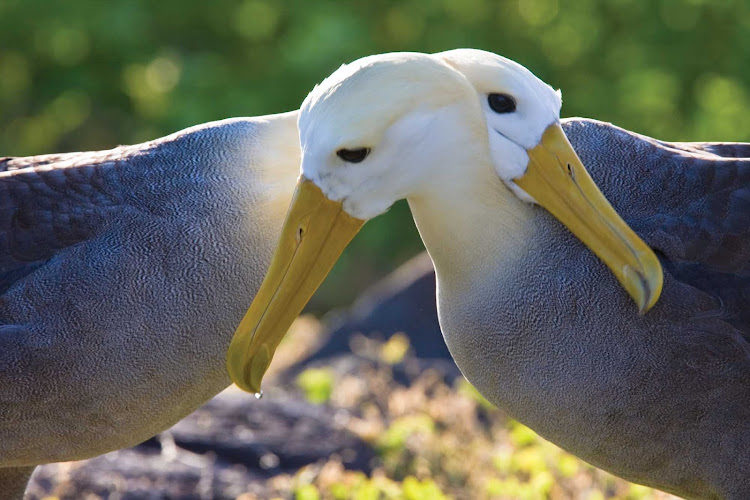 Two adult waved albatrosses hug neck to neck at a breeding colony on Española Island in the Galápagos Island Archipeligo during a Lindblad Expeditions tour.