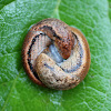 Mating Slugs