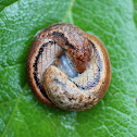 Mating Slugs