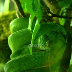 Green Beauty by Ancuta Grigoras - Animals Reptiles