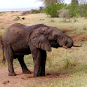 Tanzania Travel Safari Guide logo