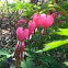 Bleeding heart