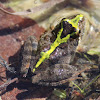 Southern Cricket Frog