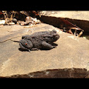 American Toad