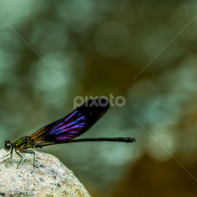 by Agus Prasetya - Animals Insects & Spiders