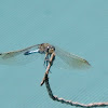 Blue Skimmer Dragonfly (male)