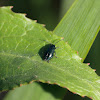 bladhaantje (Altica oleracea)