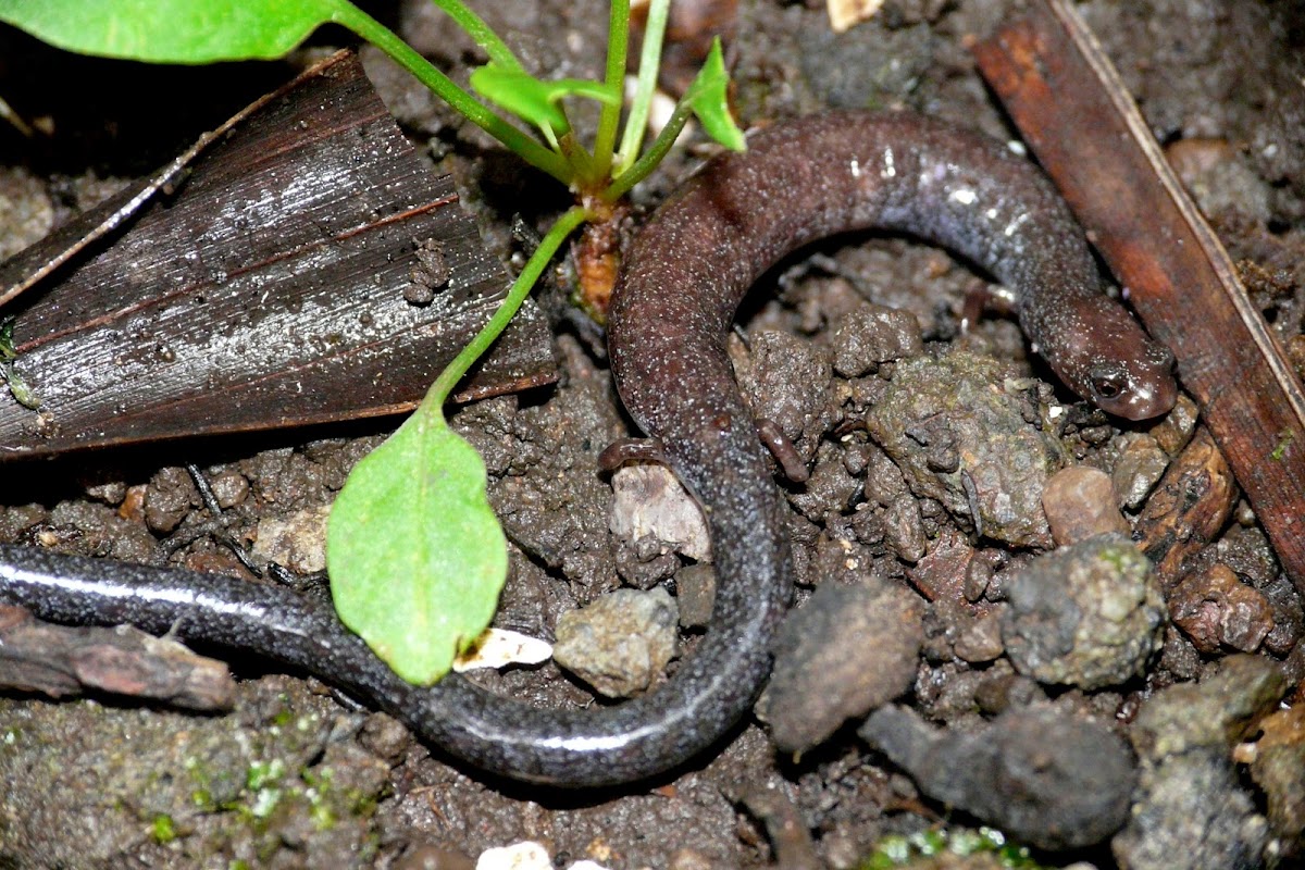 Worm Salamander