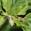 Leafhopper assassin bug