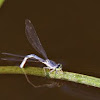 Blue dragon fly