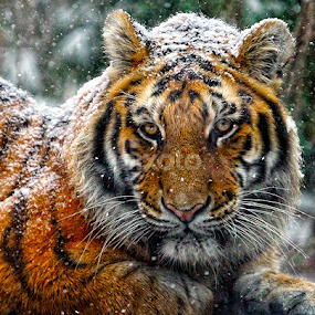Let it Snow, Let it Snow, Let it Snow by John Larson - Animals Lions, Tigers & Big Cats