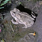 Woodhouse's Toad