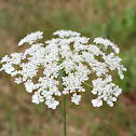 Queen Anne's Lace