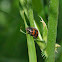 24-Spot Lady Beetle