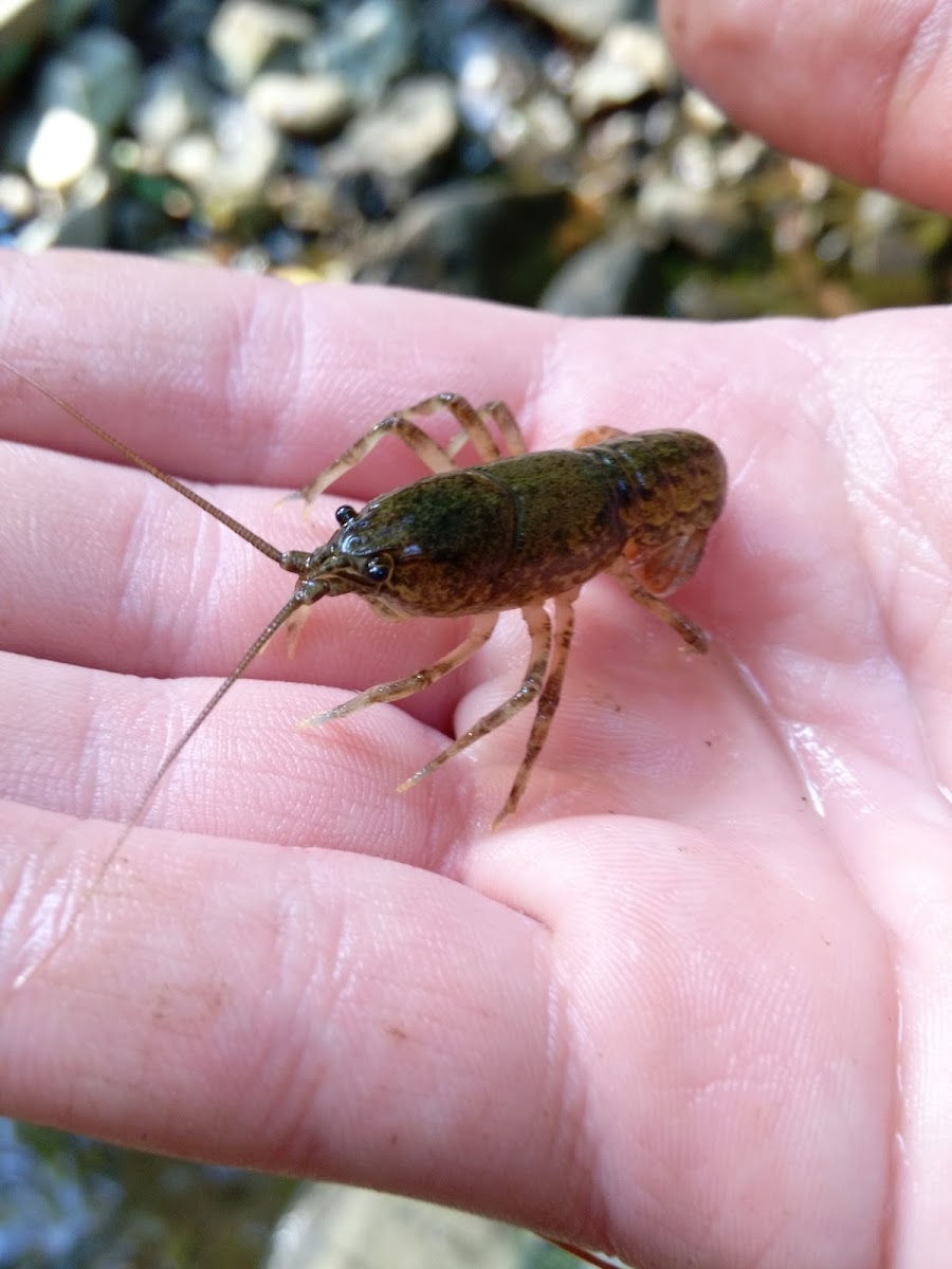 crayfish