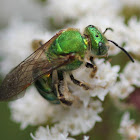 green bee
