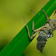Dragonfly- Exoskeleton
