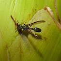 Black Vespid Wasp