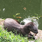 Spotted-necked Otter
