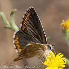Southern Brown Argus