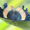 North Queensland Day Moth or Zodiac Moth