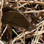 Meadow Brown