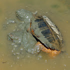 Eastern Snapping Turtles (mating pair)