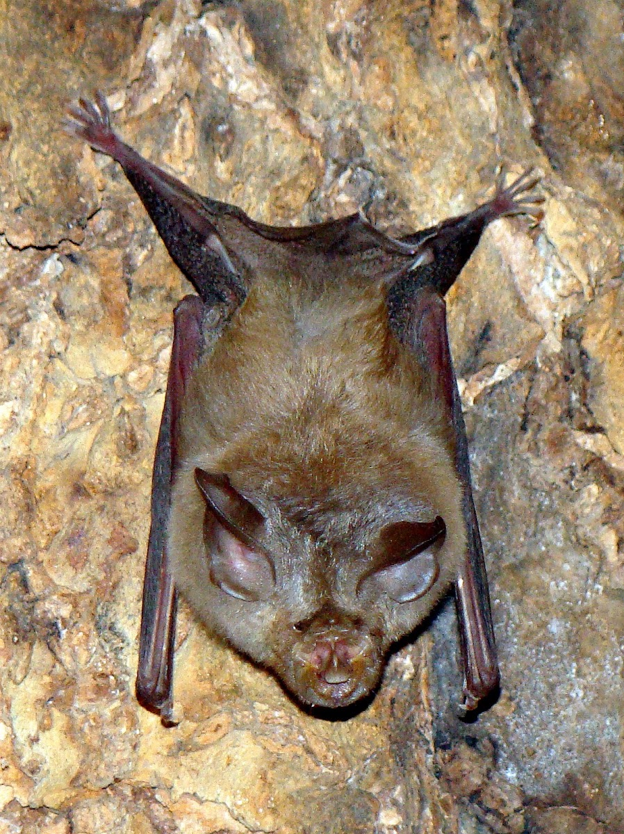 Horseshoe Bat Project Noah