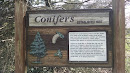 Conifer Informational Plaque