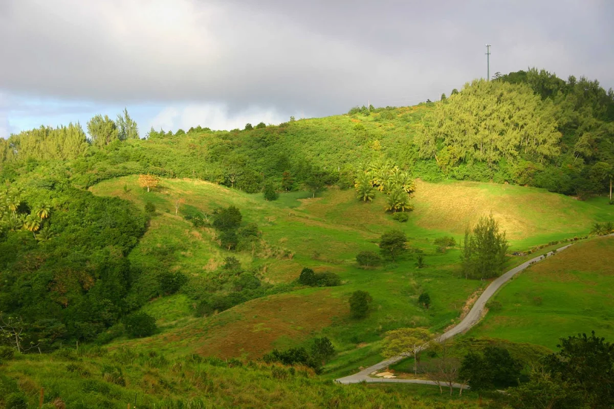 green-hills-Barbados - The green hills of Barbados.