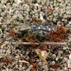 Spangled Flower Beetle